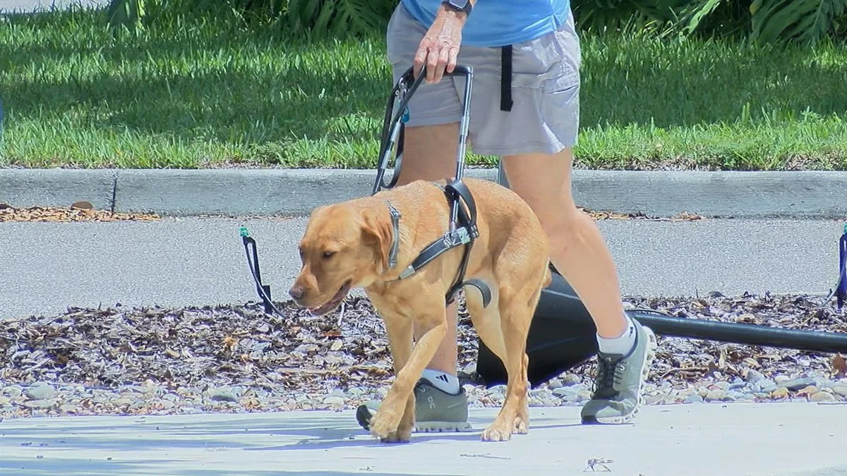 SOUTHEASTERN GUIDE DOGS SAYS NOT TO INTEREFERE WITH WORKING DOGS