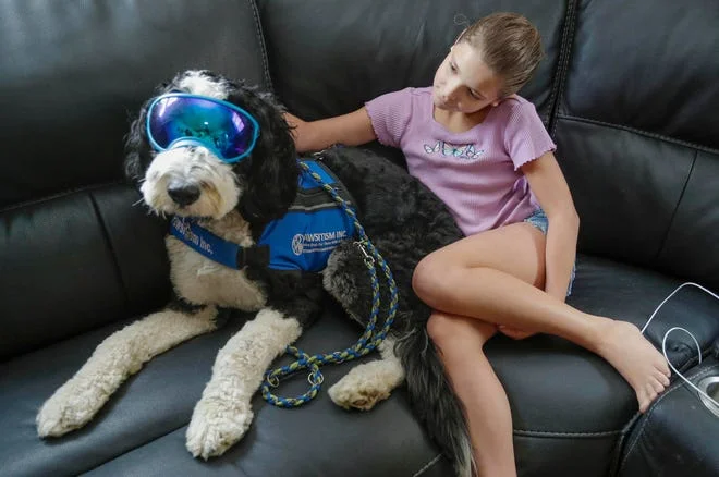 Bosley, the Bernedoodle service dog, sites patiently by Lilyana Gischia, Friday, May 19, 2023, in Sheboygan Falls, Wis. Bosley helps Lilyana stay calm and focused.