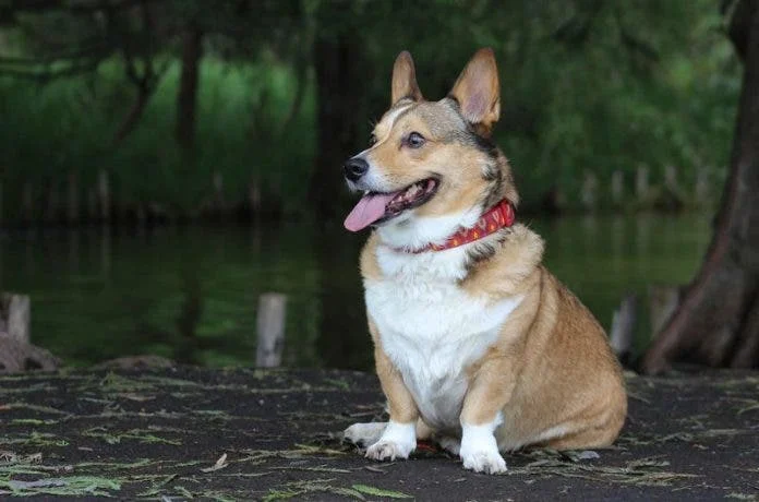 Corgi-696x460.webp