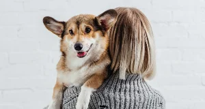 Corgi-FEA.webp