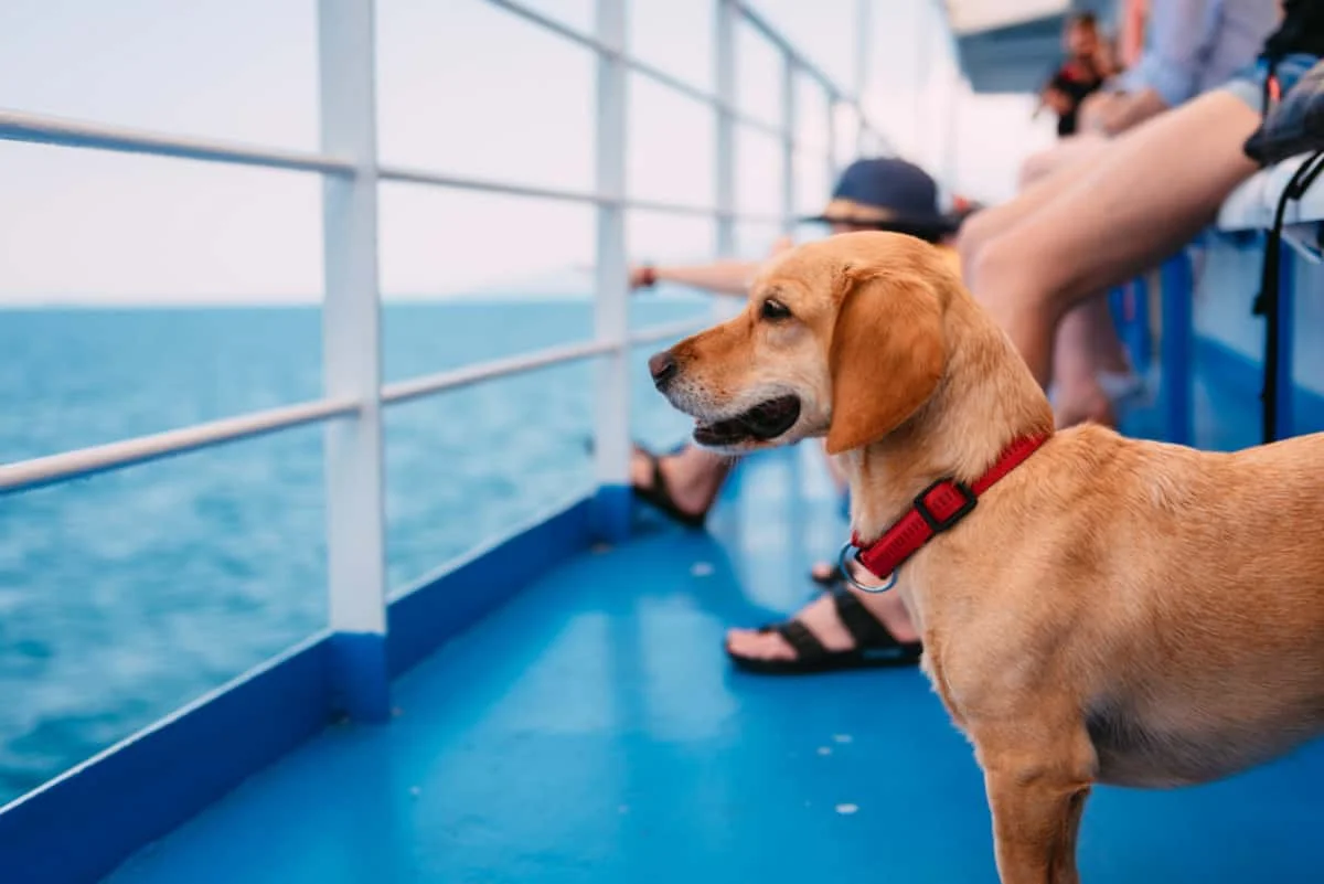 Dog On Cruise Ship