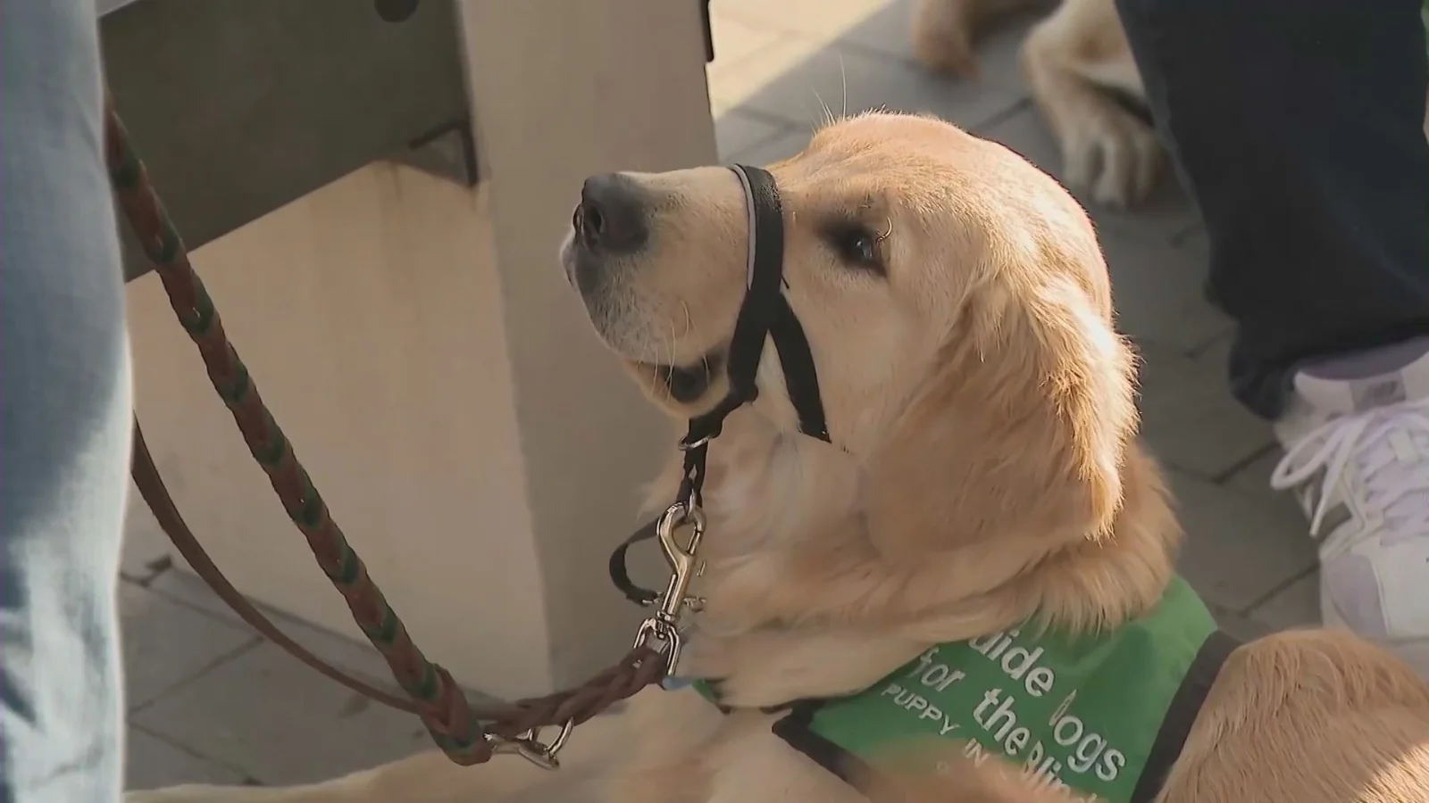 guide-dogs-go-to-disneyland.webp