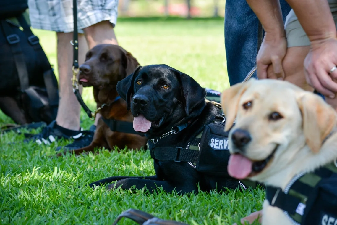 Three dogs sitting in grass with their tongues out.