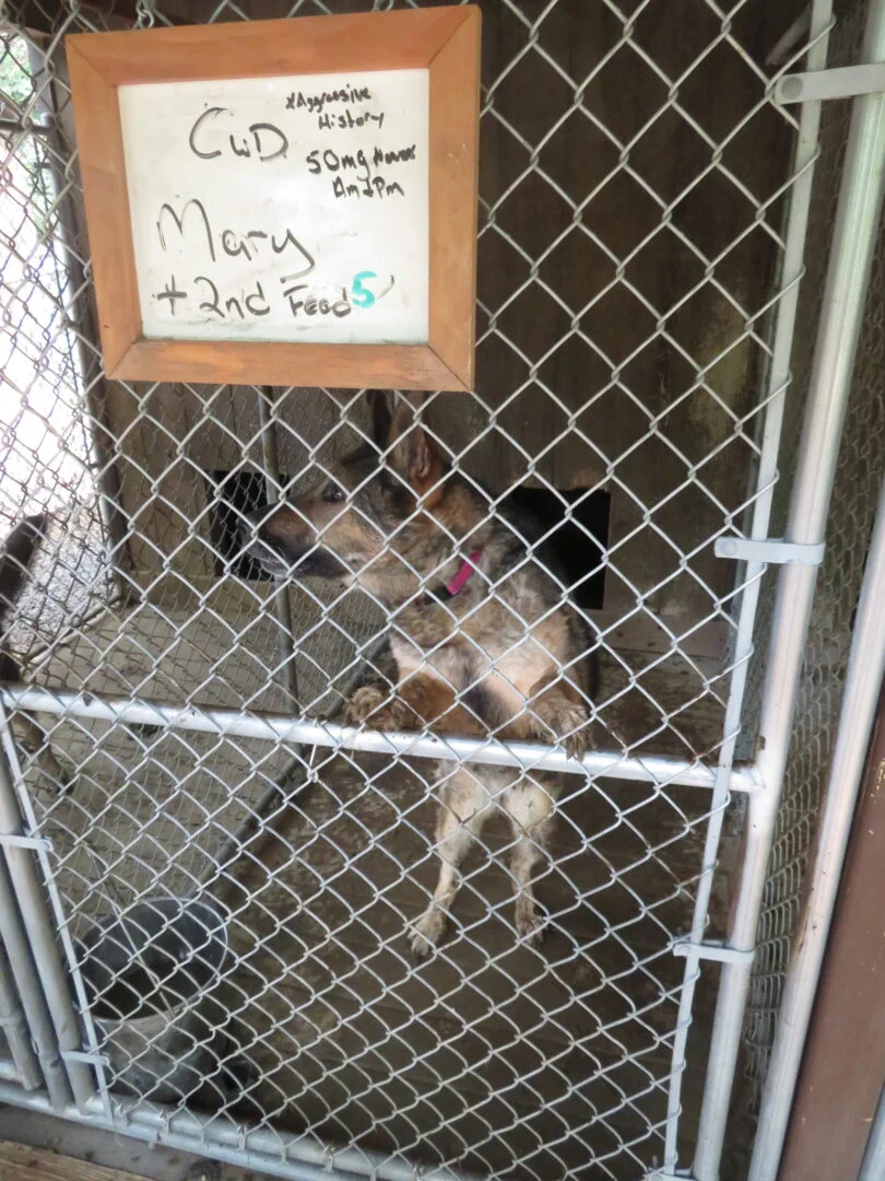Dog crated at K9 Hero Haven