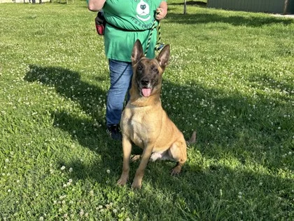 A Belgian Malinois after being rescued from K-9 Hero Haven