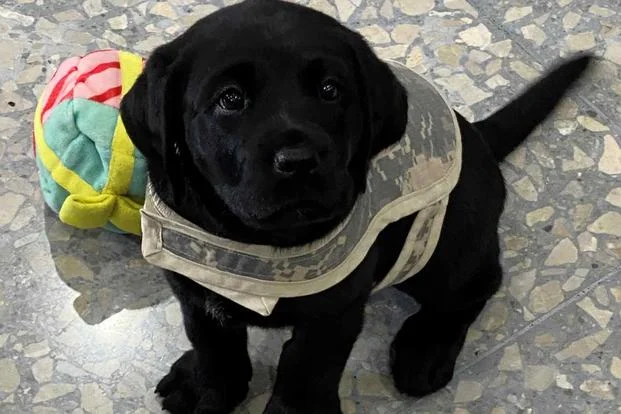 Puppy from Warrior Canine Connection