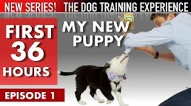 Zak George's The Dog Training Experience