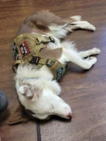 Service Dog Registrations and Paperwork (United States)