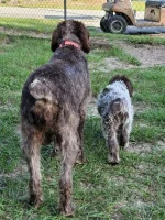 What is a Wirehaired Pointing Griffon