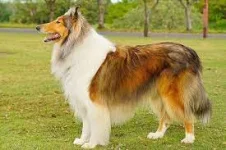 Collie