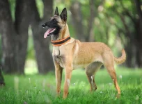 Belgian-Malinois-dog.webp