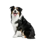 Australian Shepherd