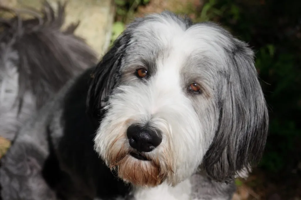 Bearded Collie.webp