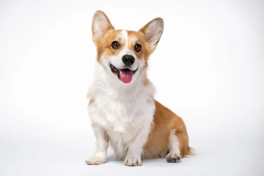 Pembroke Welsh Corgi.webp